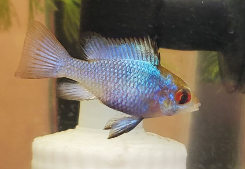 Image of an aquarium fish Electric Blue Ram