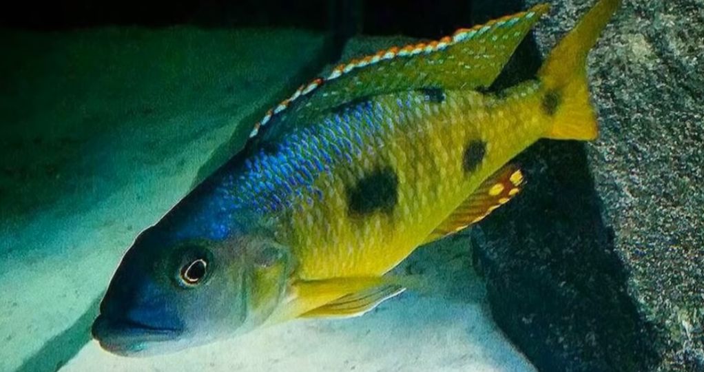 Aquarium Fish Exocochromis anagenys