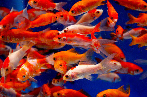 picture of Feeder Goldfish