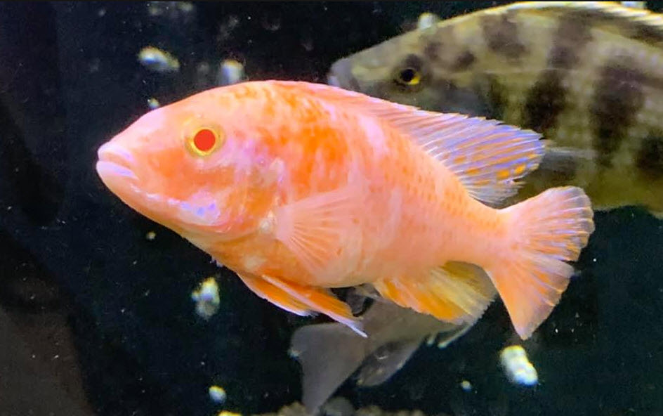 image of an aquarium fish Flame peacock