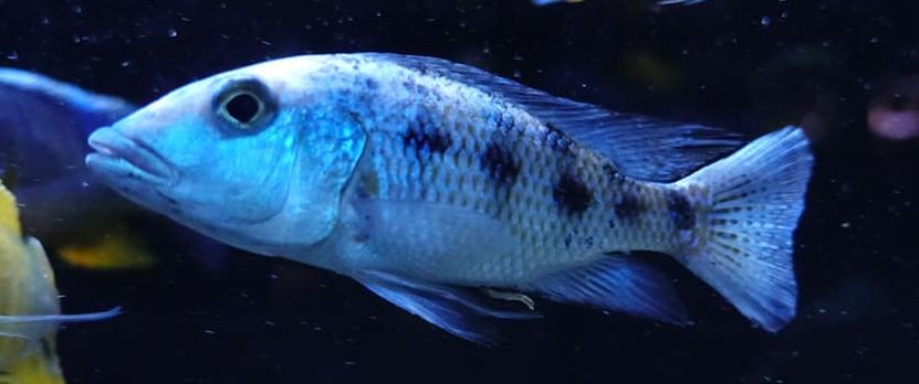 image of an Aquarium Fish Fossochromis rostratus