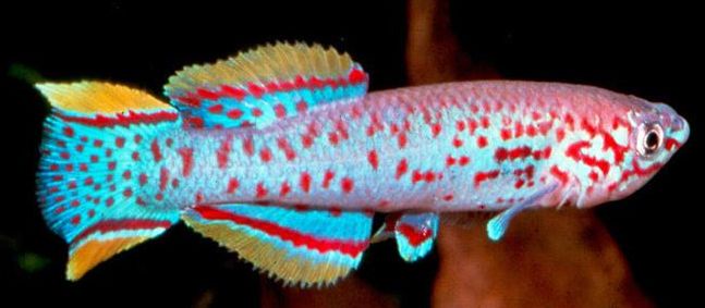 Photo of a tropical fish Fundulopanchax gardneri nigerianus, Gardneri killfish