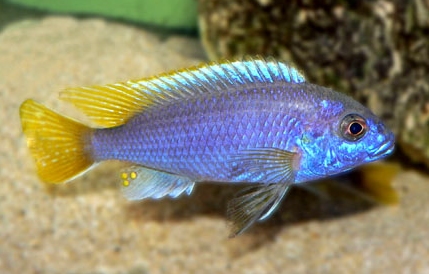Aquarium Fish Pseudotropheus acei