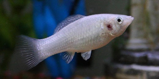Gill Disease in an aquarium fish