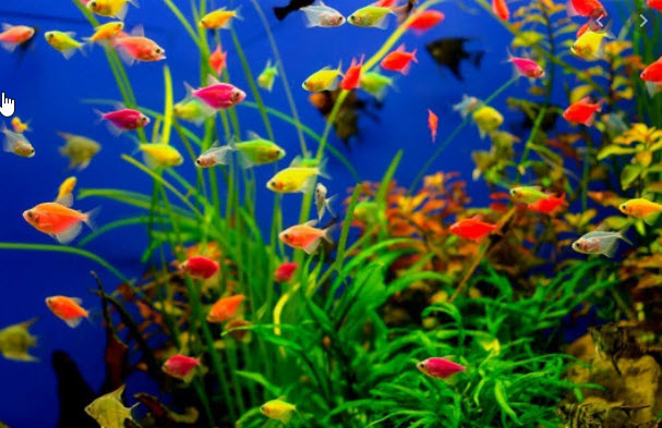 Glofish Aquarium