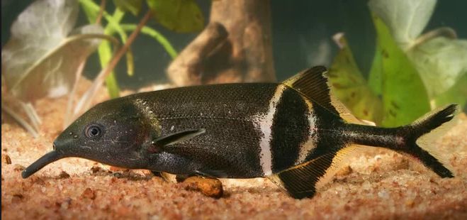 Gnathonemus petersii Elephant-nosed fish