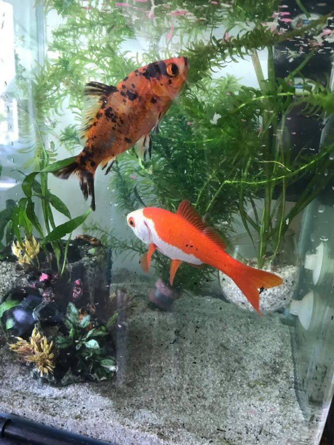 Goldfish Feeding