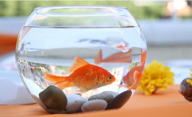 Goldfish in a bowl, NOT recommended