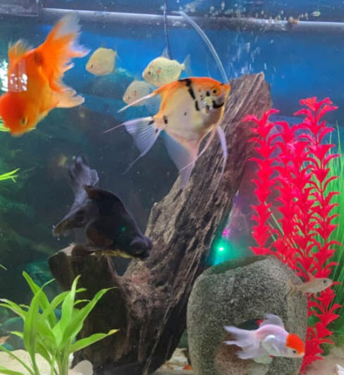 Goldfish with angelfish