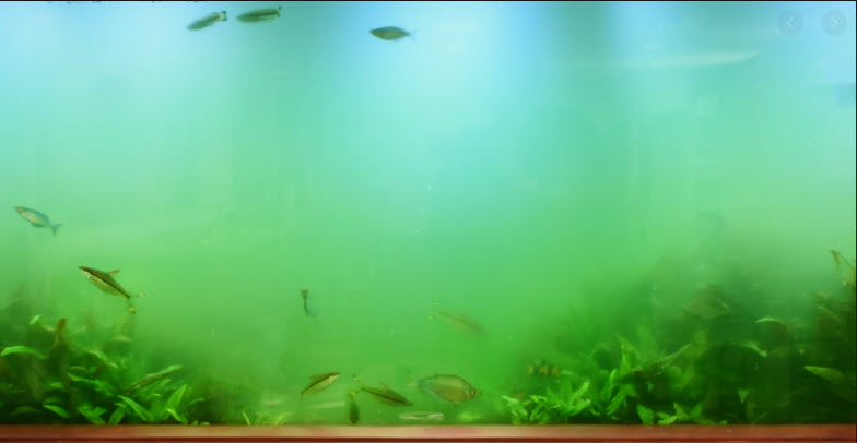 Green Water in Aquarium