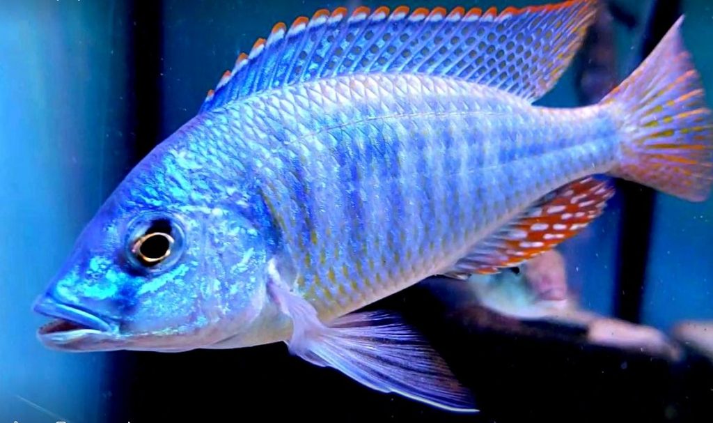 Aquarium Fish Hemitilapia Oxyrhincha