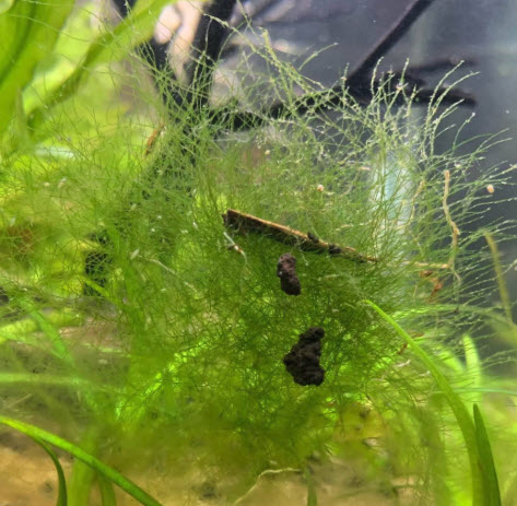 Akvarium grønne staghorn alger
