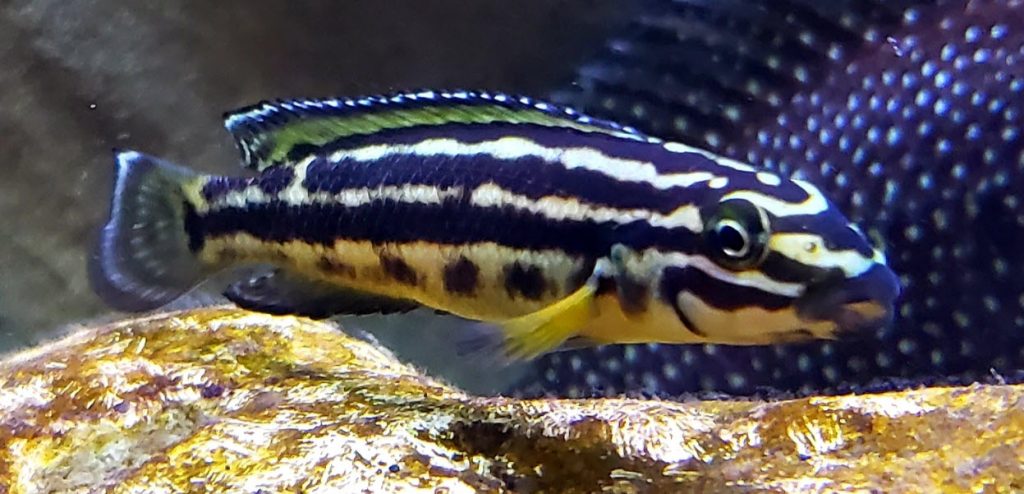 Aquarium Fish Julidochromis marlieri