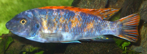 picture of an aquarium fish Labeotropheus fuelleborni Red Top Thumbi West OB