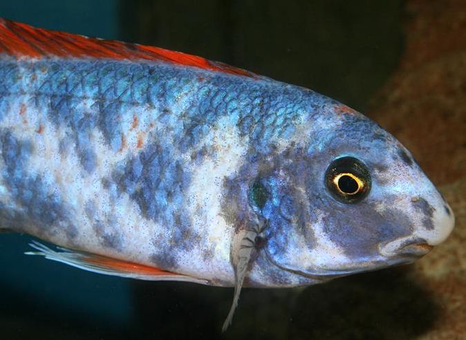 picture of aquarium fish Labeotropheus trewavasae OB