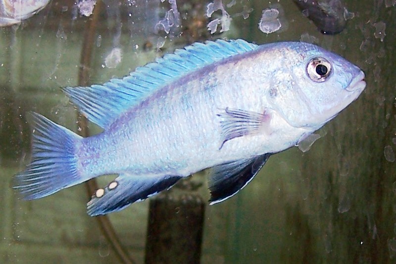 picture of aquarium fish Labidochromis caerulus Blue Thumbi