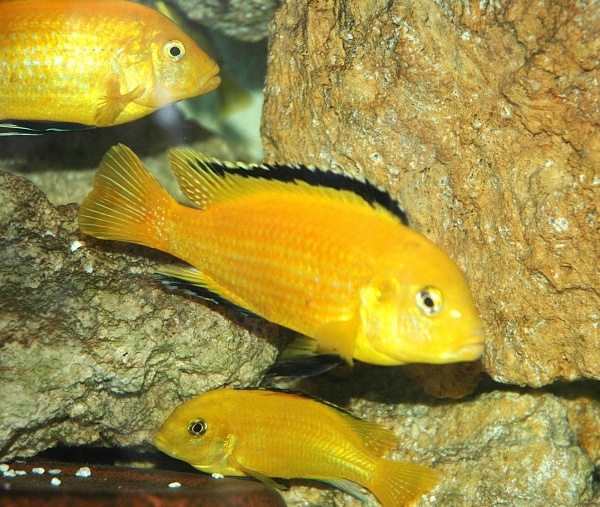 picture of an aquarium fish Labidochromis caerulus Yellow