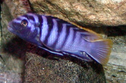 picture of an aquarium fish Labidochromis mbamba red top