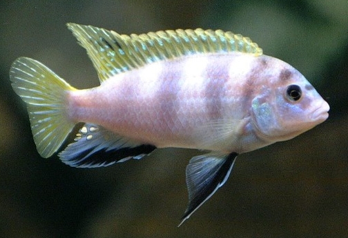 picture of an aquarium fish Labidochromis perlmutt