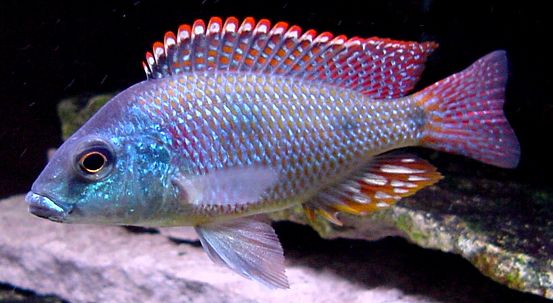 picture of an aquarium fish Lethrinops intermedius