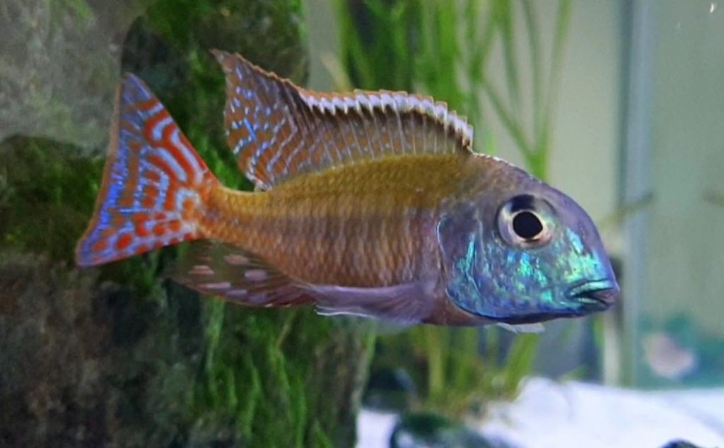 Image of an aquarium fish Lithrinops