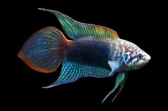 picture of an aquarium fish Macropodus ocellatum