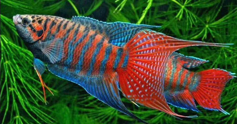 picture of an aquarium fish Macropodus opercularis Paradise Fish