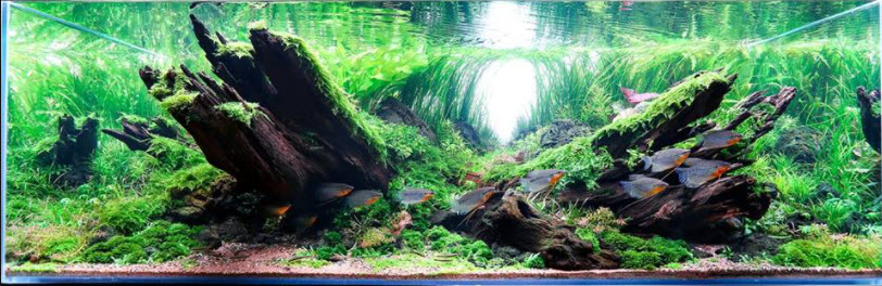 Malaysian Driftwood in an aquarium