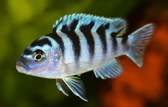 picture of an aquarium fish Maylandia Lombardoi (kennyi) Female