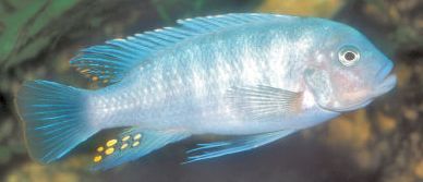 picture of an aquarium fish Maylandia estherae Red Zebra male