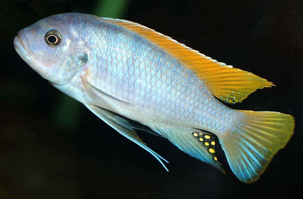 picture of an aquarium fish Maylandia greshakei
