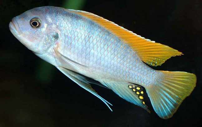 picture of an aquarium fish Maylandia greshakei