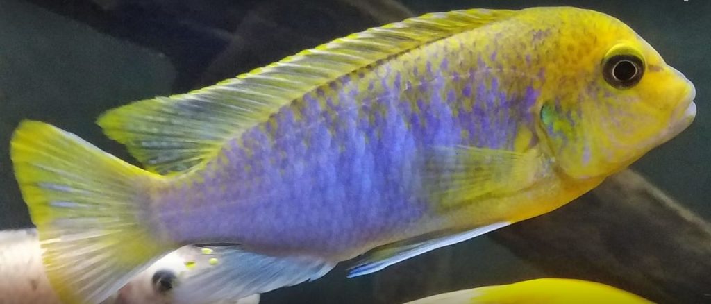 picture of an aquarium fish Maylandia hajomylandi Chizumulu