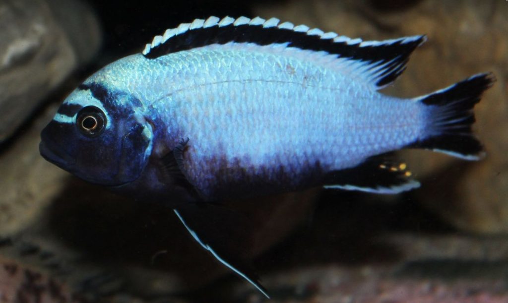 picture of an aquarium fish Maylandia koningsi