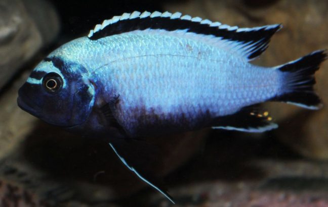 picture of an aquarium fish Maylandia koningsi