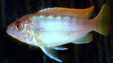 picture of an aquarium fish Maylandia sp cobalt red top