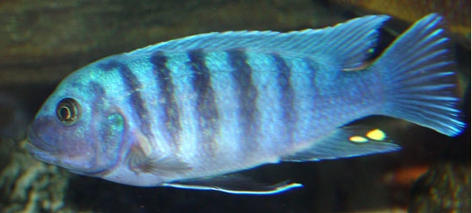 picture of an aquarium fish Maylandia zebra Makonde
