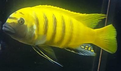 picture of an aquarium fish Maylandia zebra gold kawanga