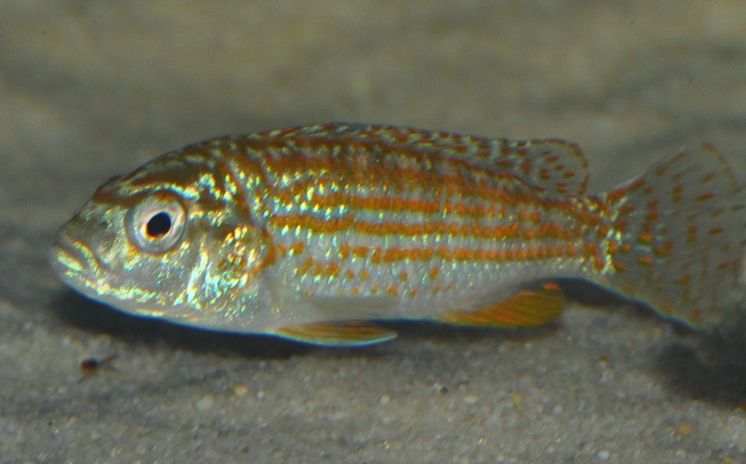 picture of an aquarium fish Melanochromis joanjohnsonae