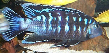 picture of an aquarium fish Melanochromis johanni