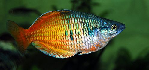 picture of an aquarium fish Melanotaenia boesemani, Boesemani rainbowfish