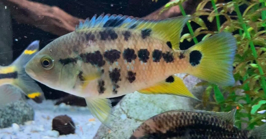 Tropical fish image Mesoheros Atromaculatus, Río San Juan