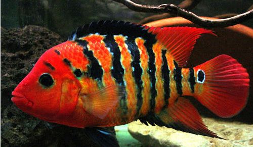 Tropical fish photo Mesoheros festae Red Terror Cichlid