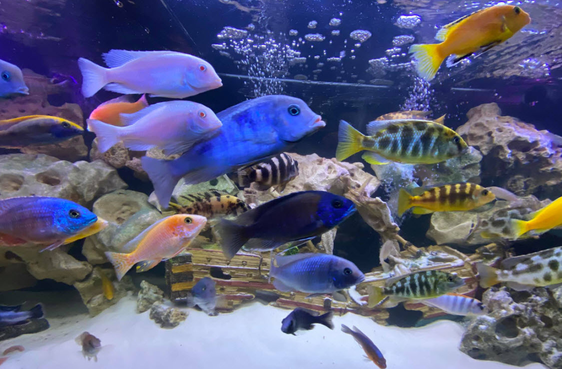 Mixed Malawi Aquarium