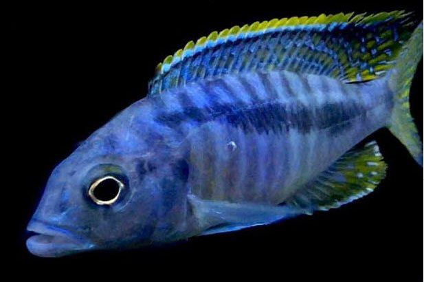 picture of an aquarium fish Mylochromis spilostichus makokola reef