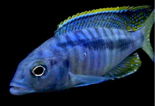 picture of an aquarium fish Mylochromis spilostichus makokola reef