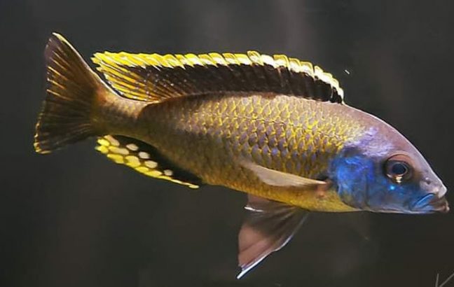 picture of an aquarium fish Naevochromis Chrysogaster