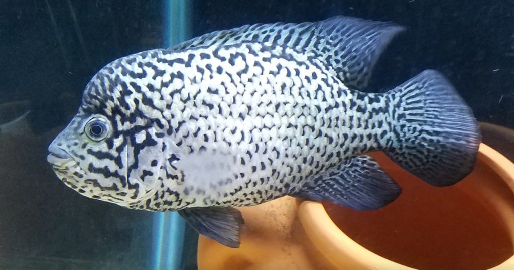 Image of a tropical fish Nandopsis Tetracanthus, Biajaca, Cuban Cichlid