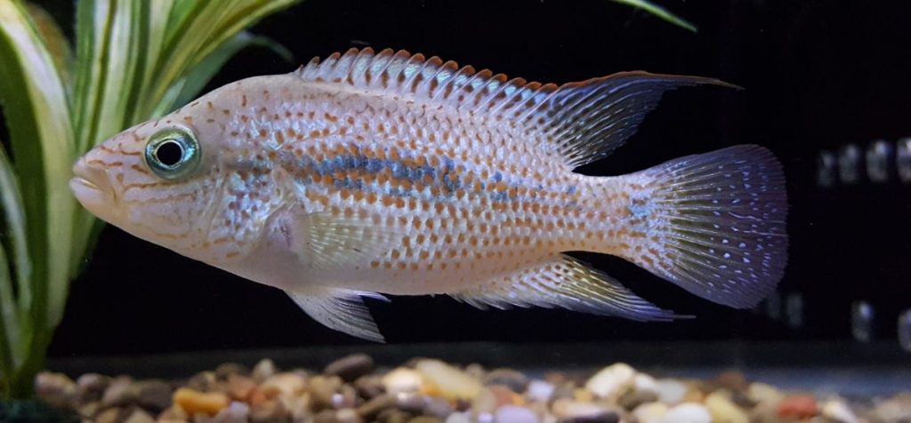 photo of a tropical fish Nandopsis grammodes