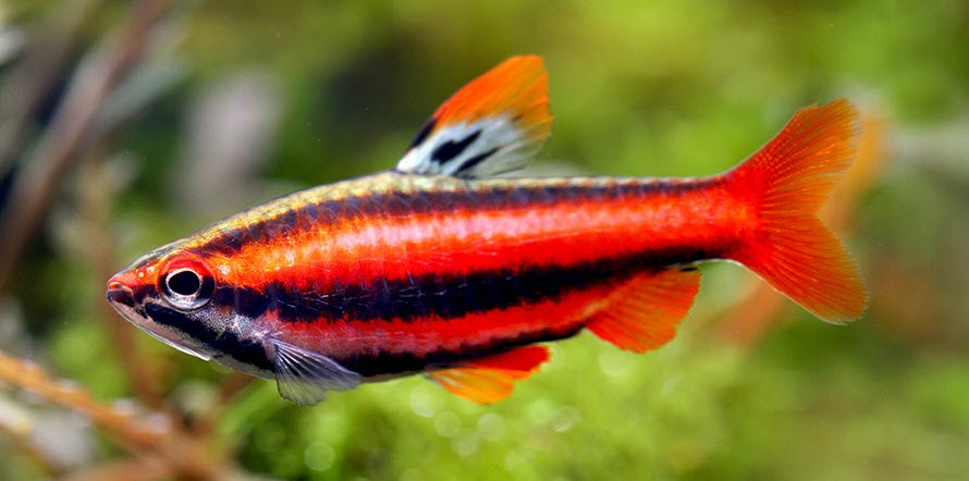 picture of an aquarium fish Nannostomus mortenthaleri